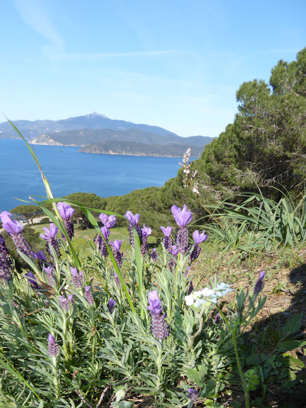 Lavandula stoechas - Lamiaceae